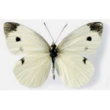 Butterfly, Cabbage White Pin