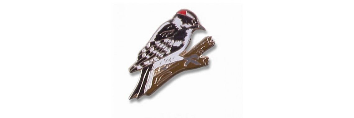 Downey Woodpecker